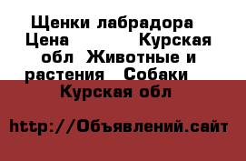 Щенки лабрадора › Цена ­ 1 000 - Курская обл. Животные и растения » Собаки   . Курская обл.